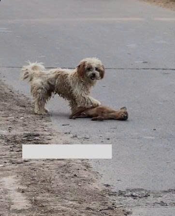 A Heartbreaking Act of Loyalty: Dog Drags Lifeless Companion to Safety as Indifferent Crowd Walks By