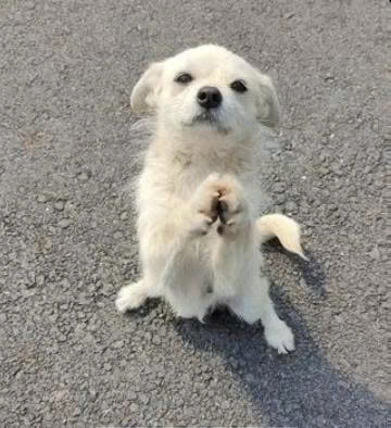 A Desperate Mother’s Cry: Starving Dog Begs Strangers for Help as Her Milk Runs Dry