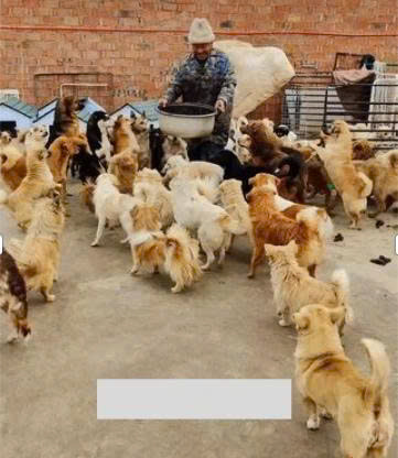 A Fragile Bowl of Soup and a Storm of Hungry Souls: Inside the Quiet Struggle of a Paralyzed Man and the Dogs He Refuses to Abandon