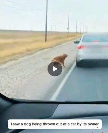 From Abandonment to Belonging: The Heartwarming Rescue of a Street Dog Who Found a Forever Home