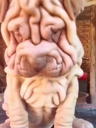 The Dog Whose Unusual Appearance Shocked the Internet and Touched Millions