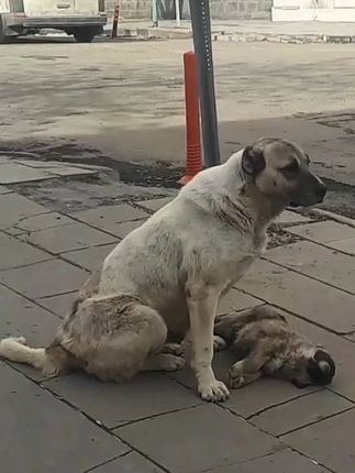 She Kept Looking Back: Heartbreaking Journey of a Mother Dog Who Lost Everything