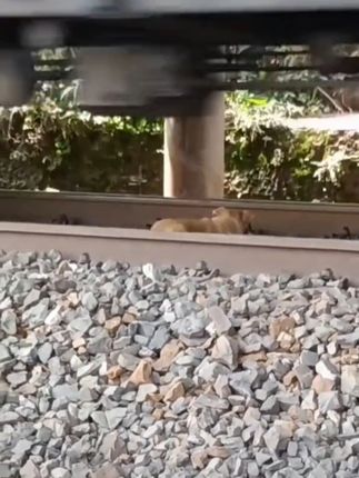 Frozen Between Steel and Death: The Dog Who Survived by Staying Perfectly Still
