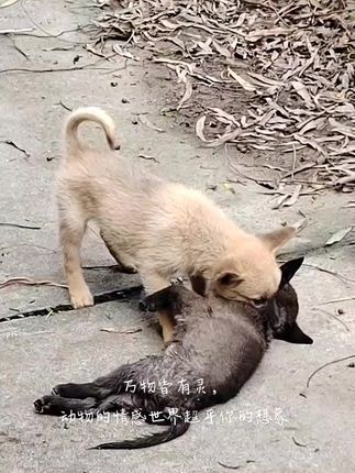 He Wouldn’t Let Go: The Heartbreaking Moment a Loyal Dog Refused to Accept His Friend’s Death