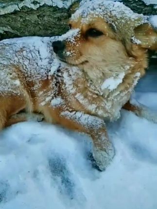 Frozen but Still Hoping: Stray Dog Found Waiting in the Snow Finally Gets the Love It Deserved