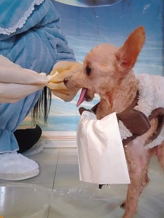 The Little Dog With No Jaw Who Only Said “Yes” to Egg Yolks