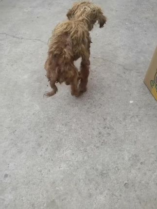 From Starving and Alone to Loved Forever: The Incredible Rescue of a Tiny Dog Who Refused to Give Up