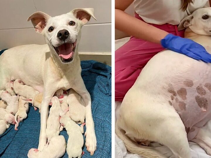 Left Alone While Pregnant, This Courageous Dog Gave Birth to 14 Puppies and Inspired Thousands With Her Incredible Strength