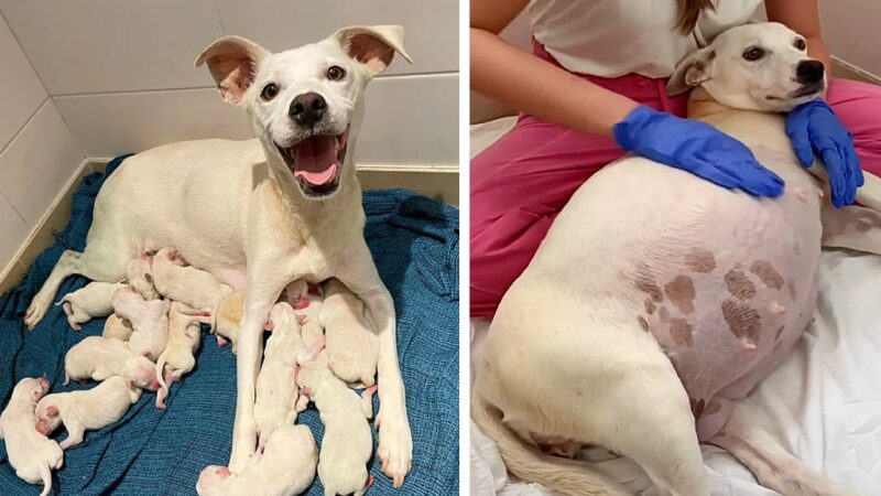 Left Alone While Pregnant, This Courageous Dog Gave Birth to 14 Puppies and Inspired Thousands With Her Incredible Strength