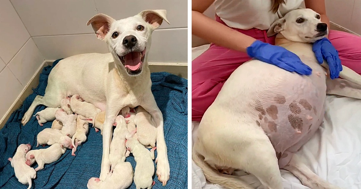 Left Alone While Pregnant, This Courageous Dog Gave Birth to 14 Puppies and Inspired Thousands With Her Incredible Strength