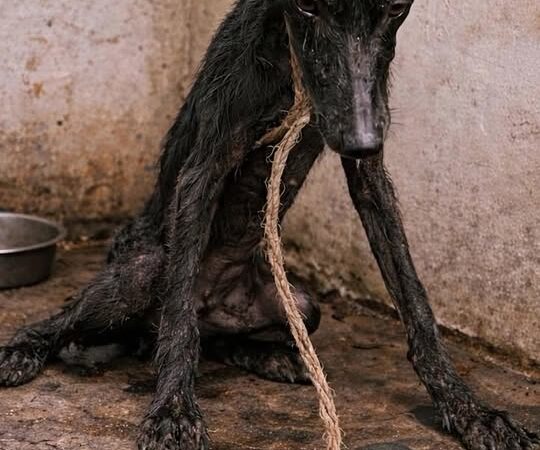 Left Chained and Starving: The Heartbreaking Rescue of a Forgotten Greyhound Fighting to Live Again
