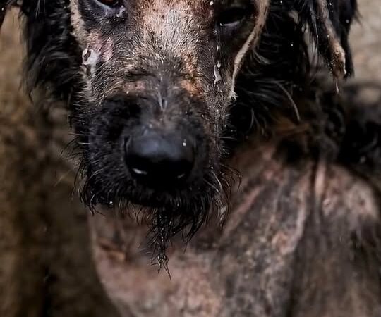 Left Alone in the Rain: The Heartbreaking Rescue of an Elderly Dog Who Had Lost All Hope