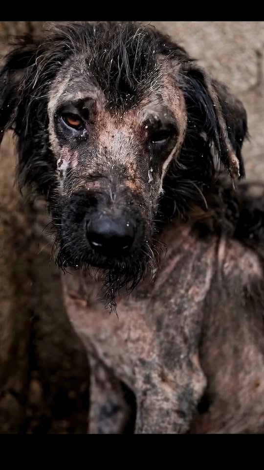 Left Alone in the Rain: The Heartbreaking Rescue of an Elderly Dog Who Had Lost All Hope