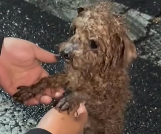 Abandoned in the Storm: Starving Dog Waited for Hours in the Rain Until One Stranger Changed Everything