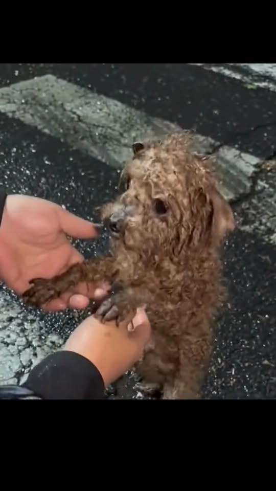 Abandoned in the Storm: Starving Dog Waited for Hours in the Rain Until One Stranger Changed Everything