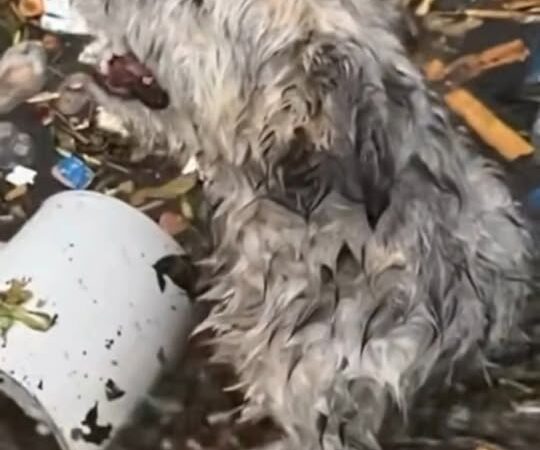 A Desperate Cry From the Water: Stray Dog Saved Just Moments Before Tragedy