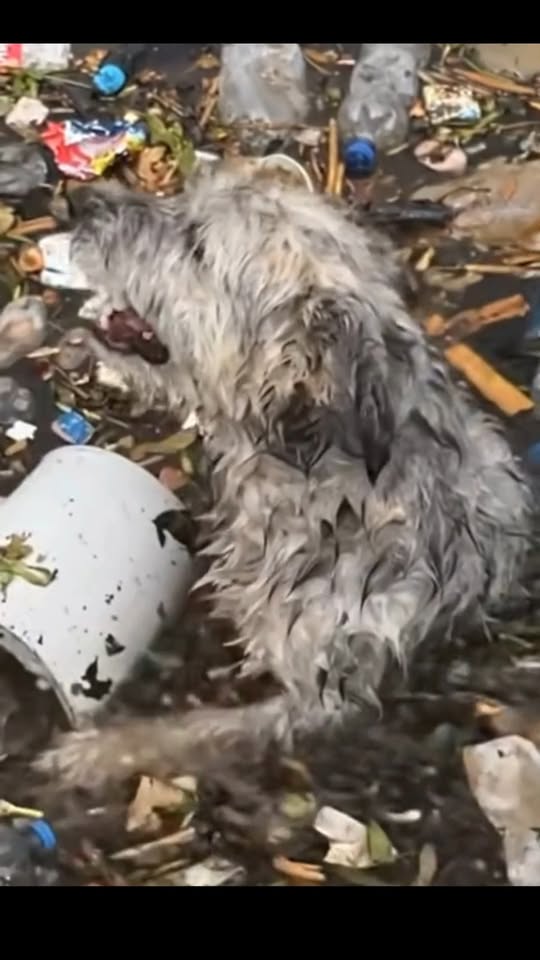 A Desperate Cry From the Water: Stray Dog Saved Just Moments Before Tragedy