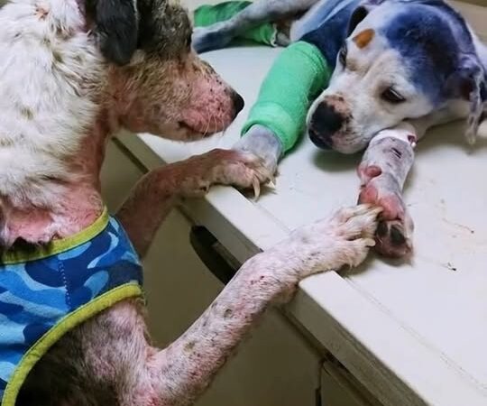 When Loyalty Speaks Without Words: One Dog Refused to Leave His Sick Best Friend’s Side