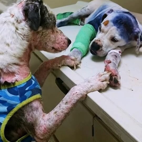 When Loyalty Speaks Without Words: One Dog Refused to Leave His Sick Best Friend’s Side