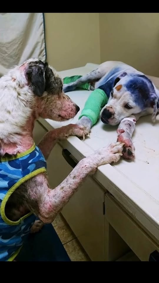 When Loyalty Speaks Without Words: One Dog Refused to Leave His Sick Best Friend’s Side