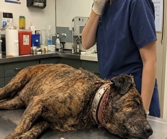 She Couldn’t Hold Back Her Tears: Abandoned Senior Dog Found Gasping for Life on a Vet Clinic Table Miraculously Survives
