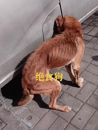 He Refused Every Hand—An Abandoned Old Dog’s Final, Heartbreaking Journey Home