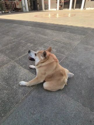 Born Without a Neck, This Dog’s Unusual Appearance Couldn’t Stop Him From Finding a Loving Home