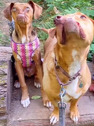 Two Dogs, One Special Bond: The Heartwarming Story of Friendship Between Two Misaligned-Jaw Rescues
