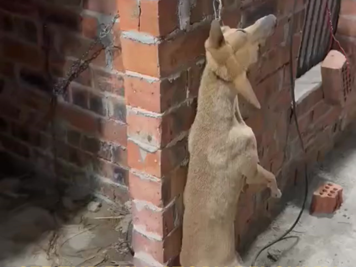 Trapped in Terror Overnight: Eight Dogs Left Hanging Above a Fish Pond in a Shocking Accident