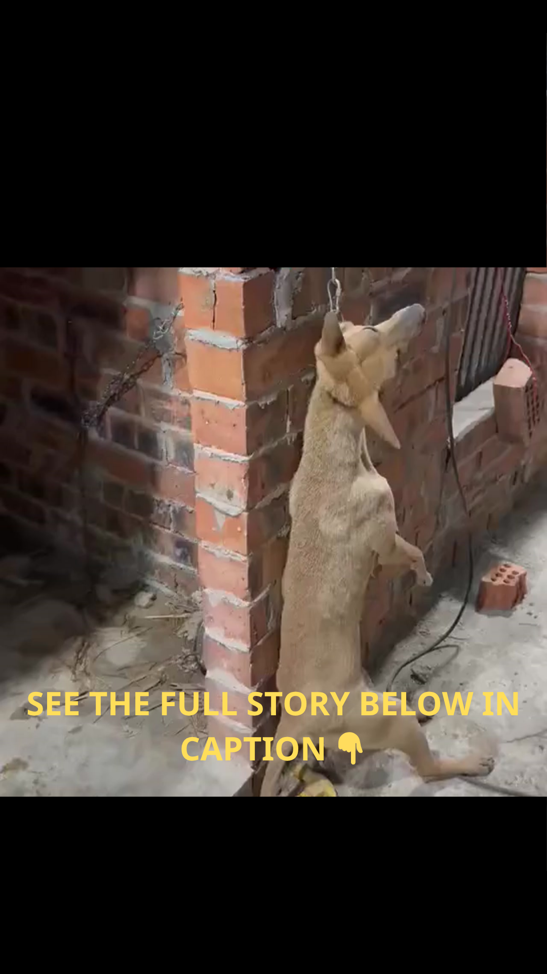 Trapped in Terror Overnight: Eight Dogs Left Hanging Above a Fish Pond in a Shocking Accident