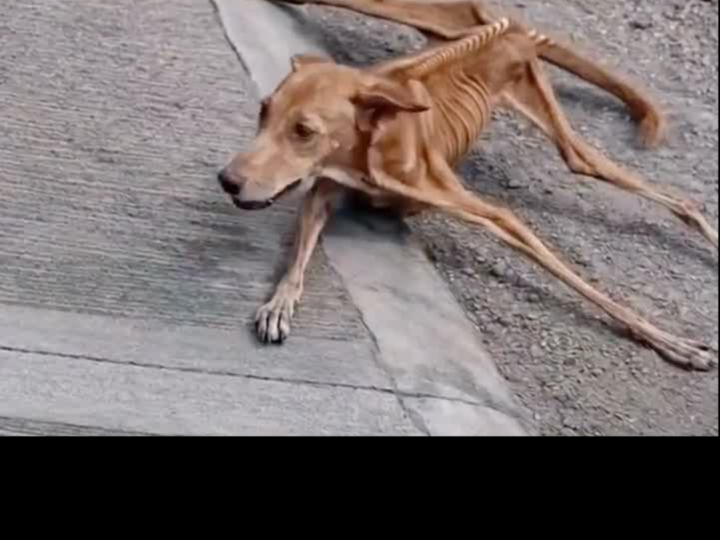 From Abandoned and Starving to Safe at Last: The Emotional Rescue of an Elderly Dog Left to Wander Alone