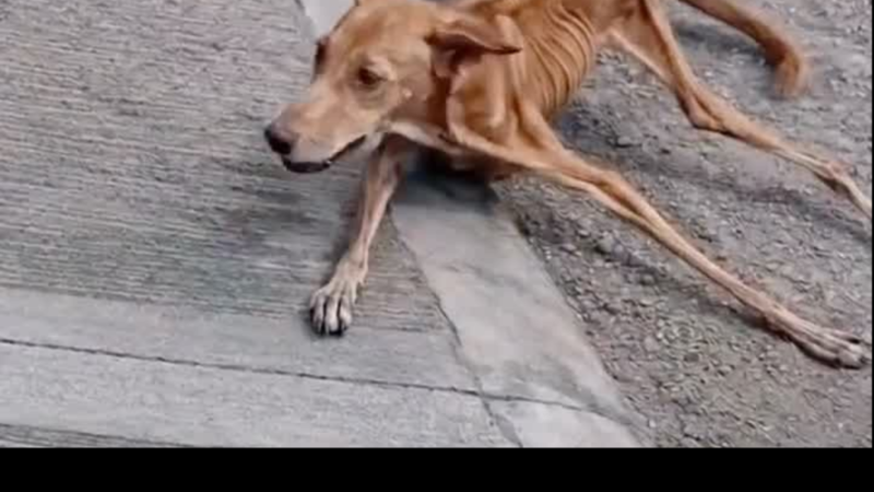 From Abandoned and Starving to Safe at Last: The Emotional Rescue of an Elderly Dog Left to Wander Alone