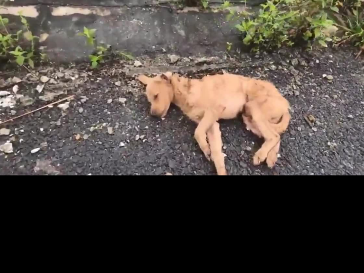 From the Brink of Death to a Second Chance: The Stray Dog Saved by a Kind Young Man