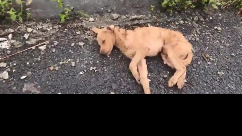 From the Brink of Death to a Second Chance: The Stray Dog Saved by a Kind Young Man