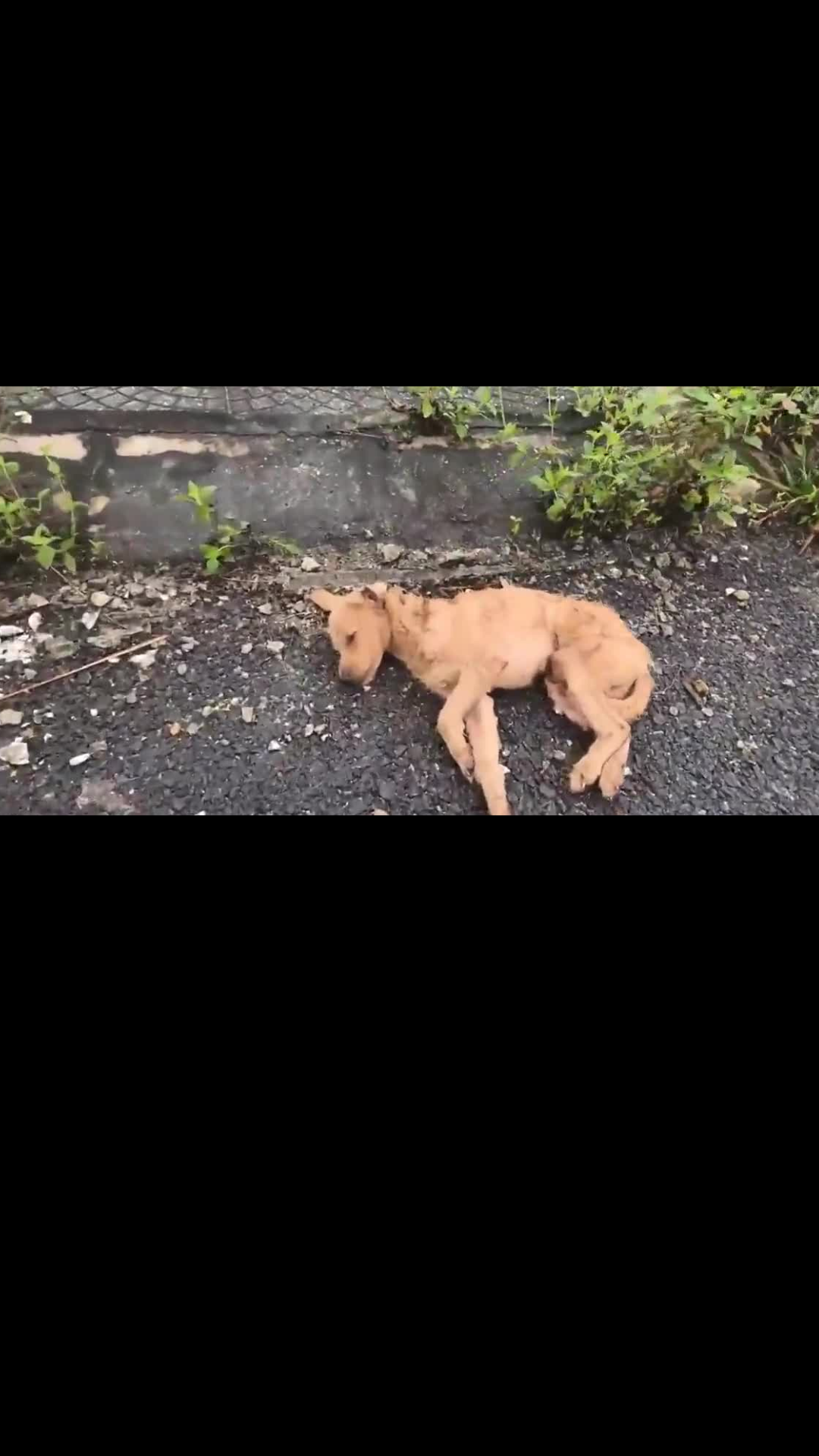 From the Brink of Death to a Second Chance: The Stray Dog Saved by a Kind Young Man