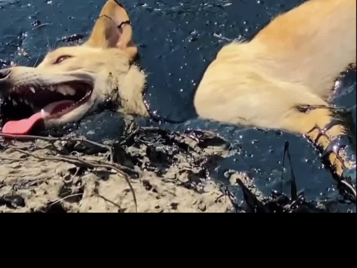 Buried Alive on a Scorching Road: The Heartbreaking Rescue of a Puppy Trapped in Tar Shocked an Entire Community