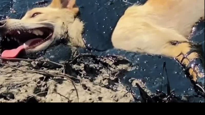 Buried Alive on a Scorching Road: The Heartbreaking Rescue of a Puppy Trapped in Tar Shocked an Entire Community