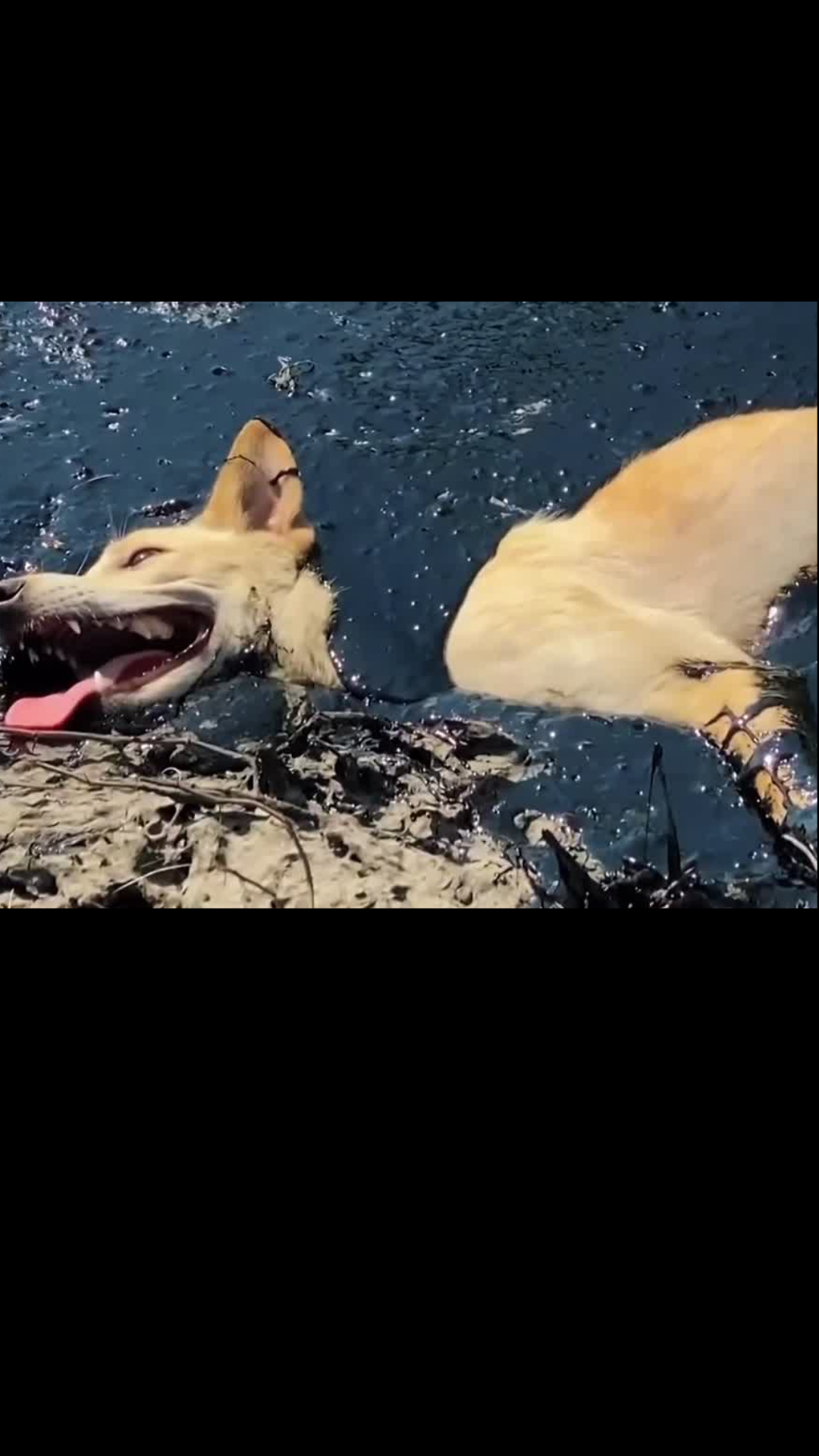 Buried Alive on a Scorching Road: The Heartbreaking Rescue of a Puppy Trapped in Tar Shocked an Entire Community