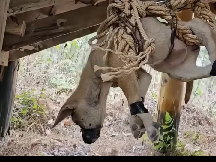 He Was Seconds From Death: Abandoned Dog Found Hanging in a Dark Stairwell Finally Gets a Miracle