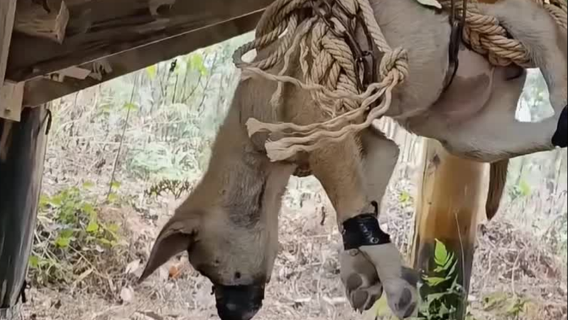 He Was Seconds From Death: Abandoned Dog Found Hanging in a Dark Stairwell Finally Gets a Miracle