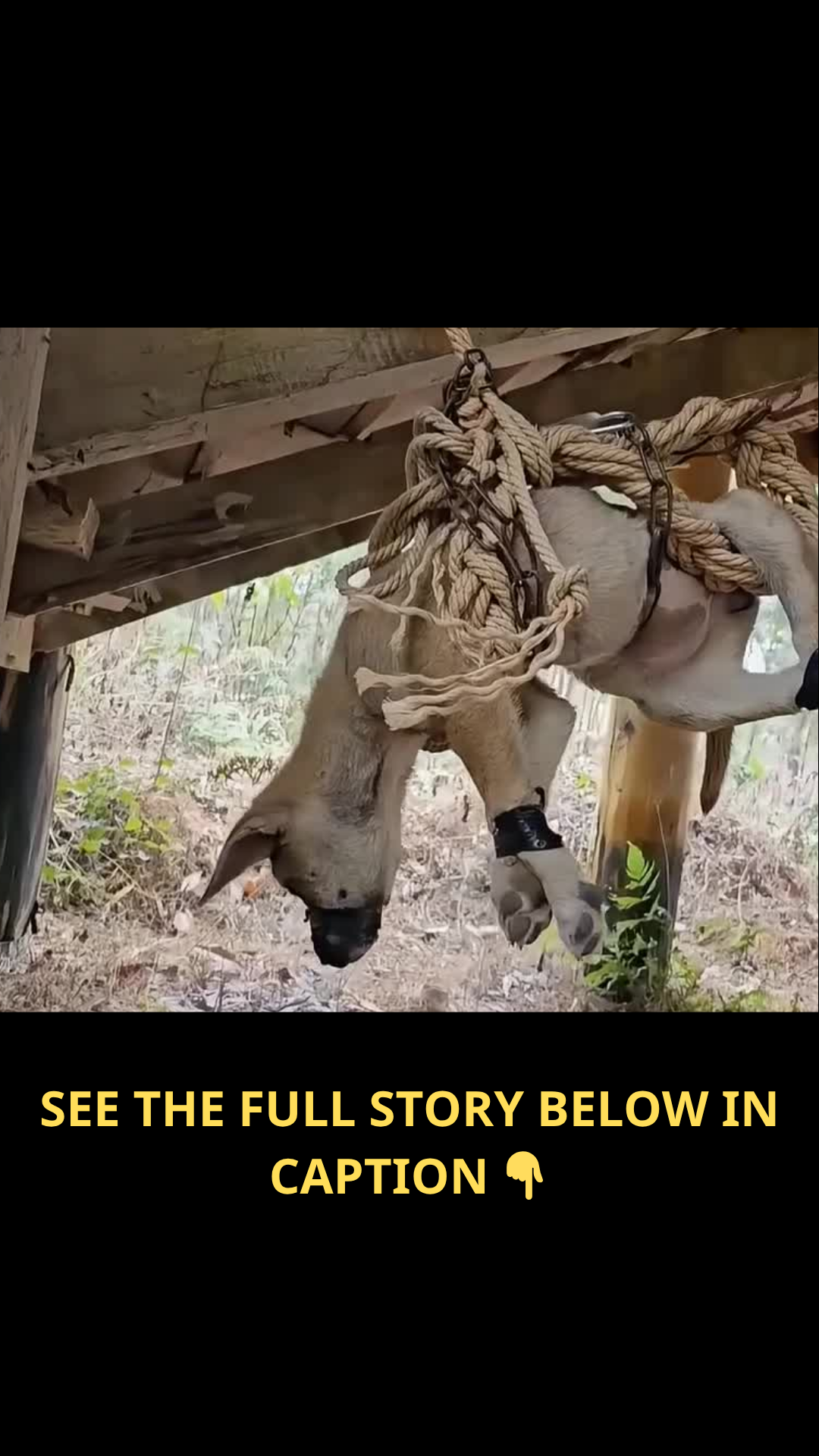 He Was Seconds From Death: Abandoned Dog Found Hanging in a Dark Stairwell Finally Gets a Miracle
