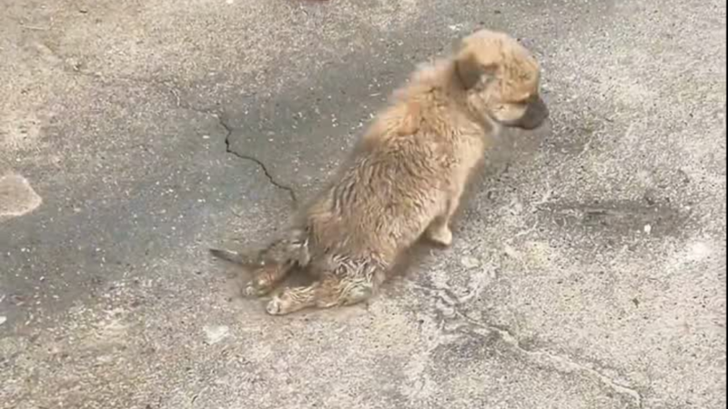 From Despair to Hope: Paralyzed Puppy Finds a Second Chance Thanks to a Compassionate Woman