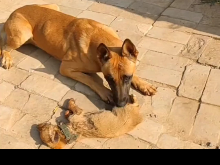 He Buried His Beloved Dog Beneath the Burning Sun — But What This Father Did Next Left Millions in Tears