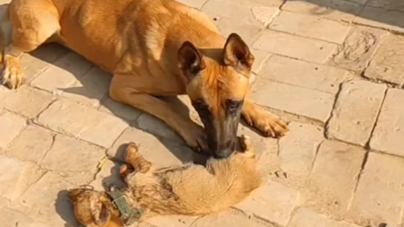 He Buried His Beloved Dog Beneath the Burning Sun — But What This Father Did Next Left Millions in Tears