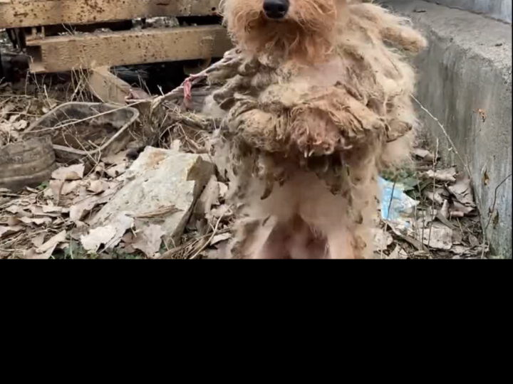 A Forgotten Puppy Beneath a Car Finally Finds the Love It Deserved