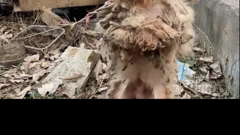A Forgotten Puppy Beneath a Car Finally Finds the Love It Deserved
