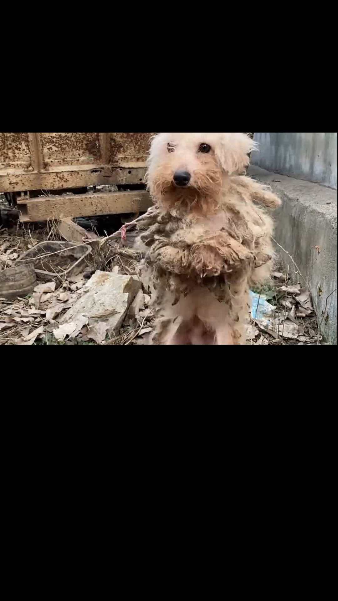 A Forgotten Puppy Beneath a Car Finally Finds the Love It Deserved