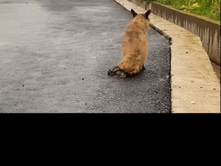 From Rain-Soaked Streets to a Second Chance: The Emotional Rescue of a Paralyzed Stray Dog
