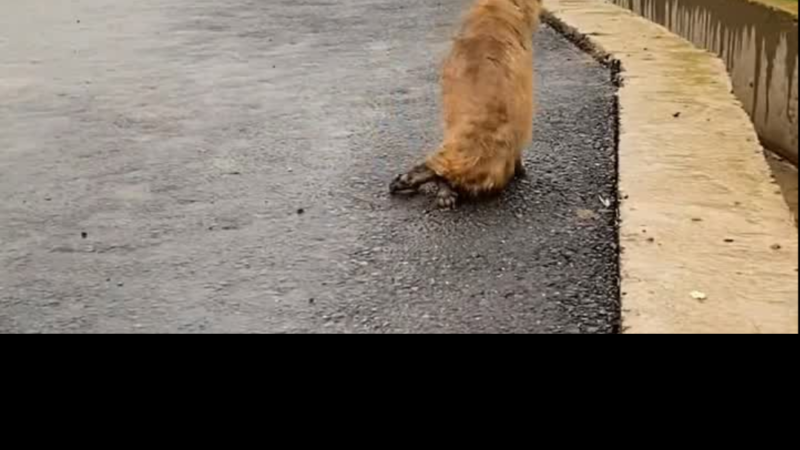From Rain-Soaked Streets to a Second Chance: The Emotional Rescue of a Paralyzed Stray Dog