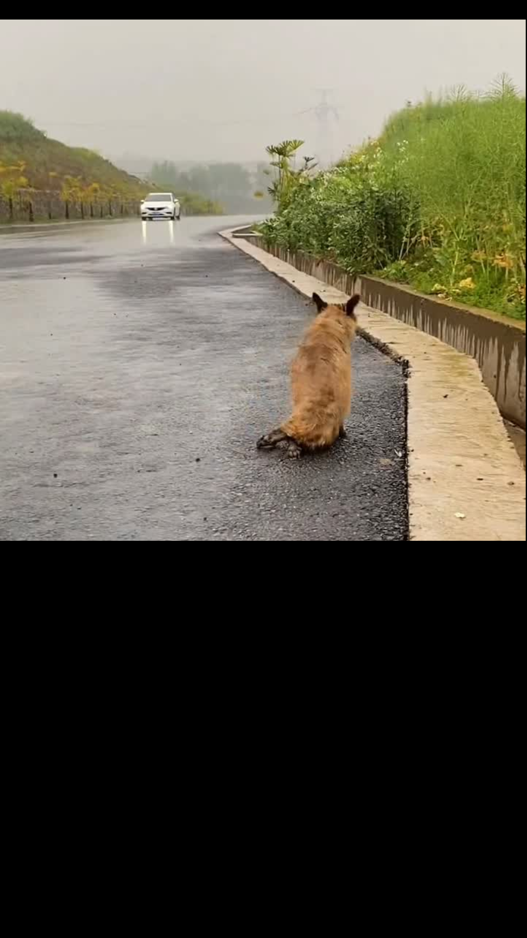 From Rain-Soaked Streets to a Second Chance: The Emotional Rescue of a Paralyzed Stray Dog